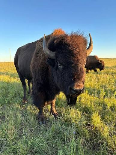 American Bison standing in native pasture at Dunagan Farms
