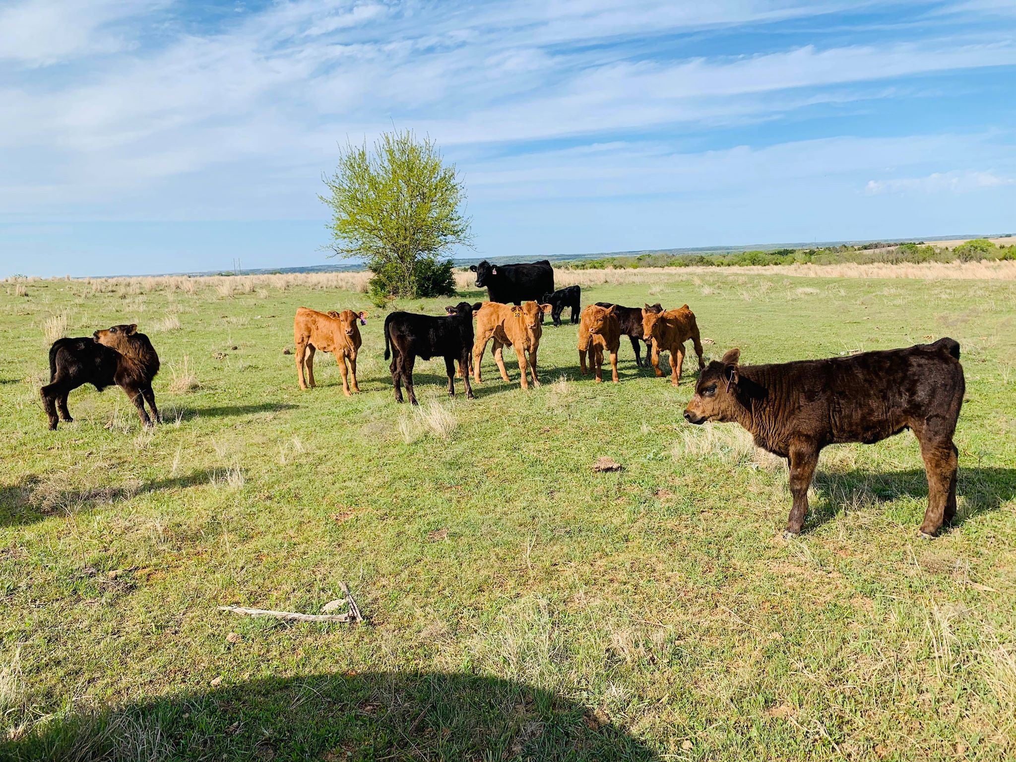 Calves grazing in a sunny pasture at Dunagan Farms