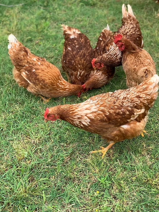 Pasture-raised chickens foraging on open pasture at Dunagan Farms