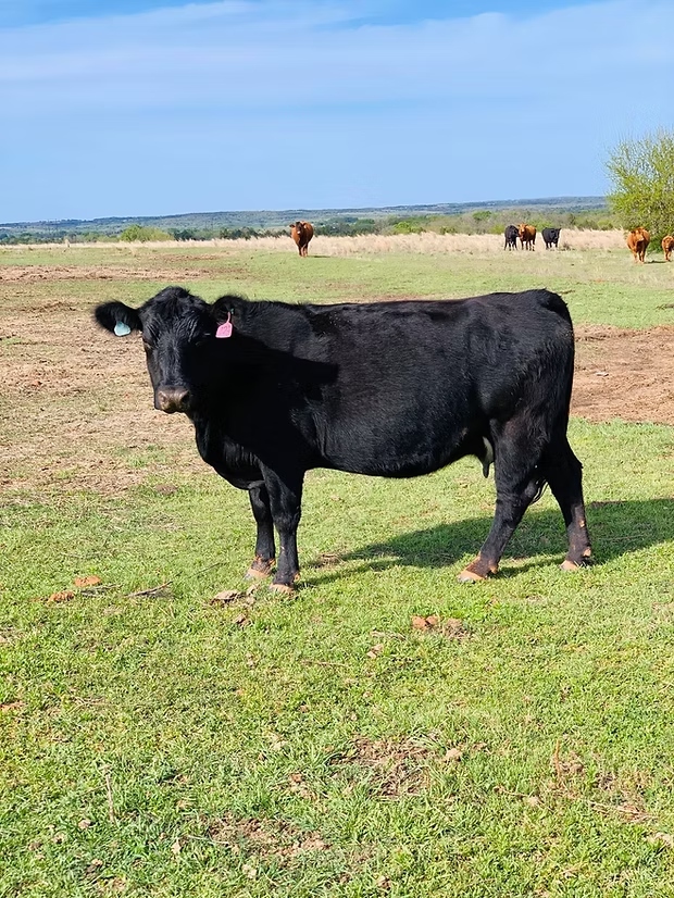 Black Angus cow standing in green pasture at Dunagan Farms