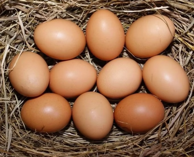 Nutrient-dense pasture-raised brown chicken eggs in nest at Dunagan Farms