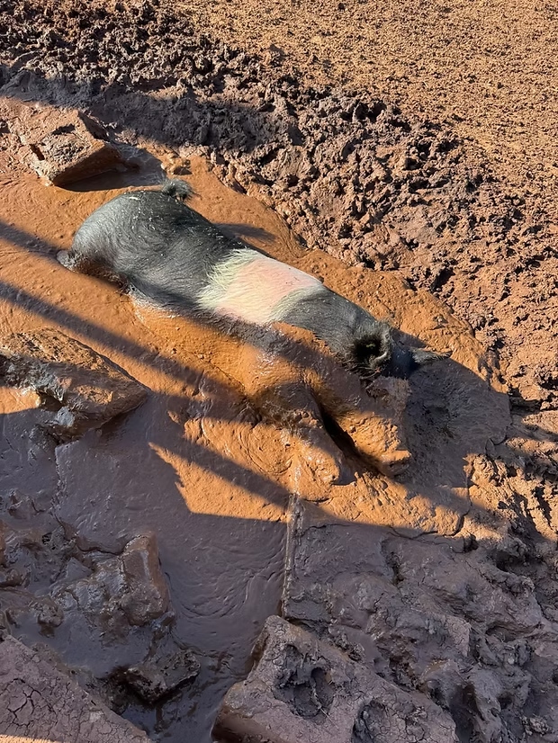 Regenerative heritage breed pig playing in the mud at Dunagan Farms